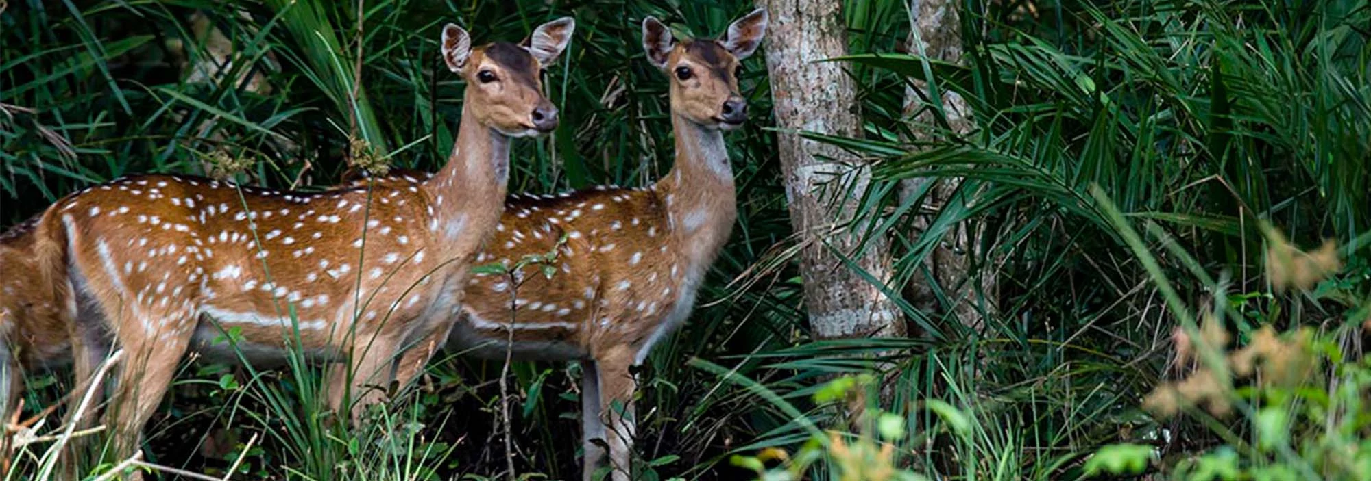 wildlife-safari