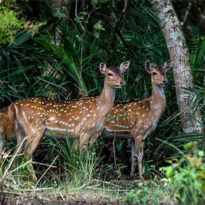 wildlife-safari